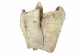 Partial, Fossil Woolly Rhino (Coelodonta) Tooth - Siberia #231038-1